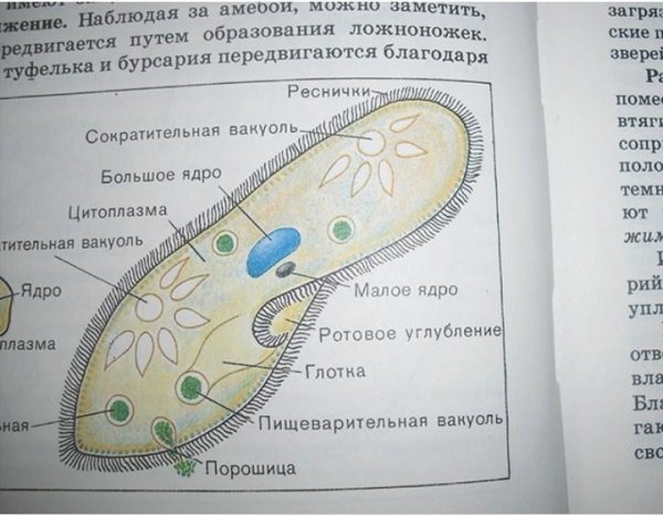ПАРАМЕЦИЯ это инфузория туфелька