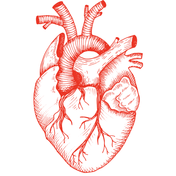 Сердце схема строения анатомия
