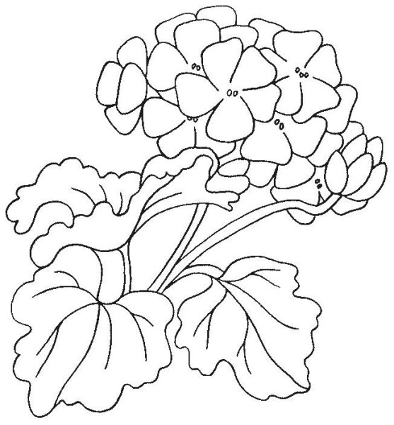 Герань карандашом