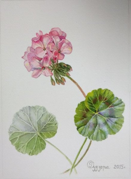 Пеларгония зональная рисунок