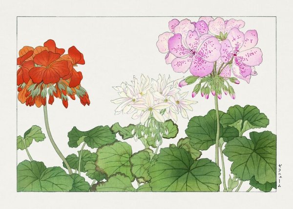 Ботаническая живопись герань