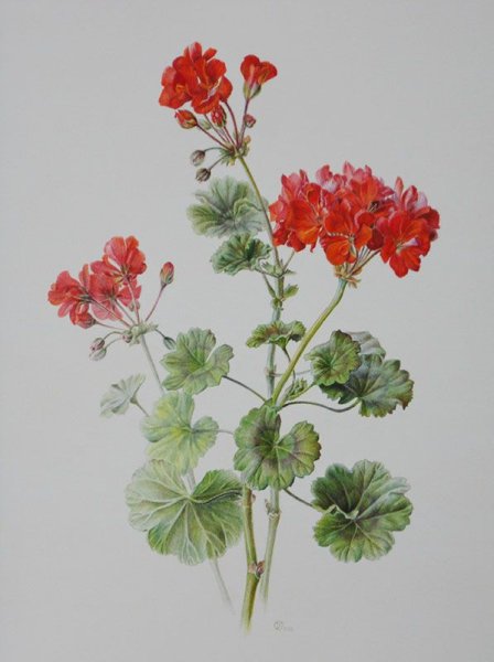 Пеларгония зональная рисунок