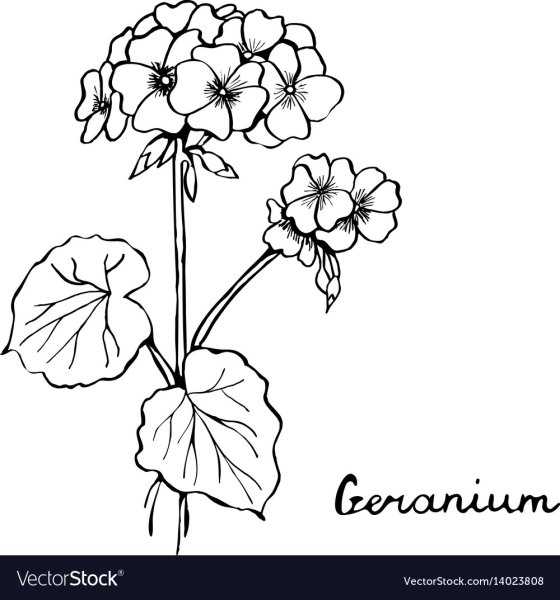 Герань раскраска для детей