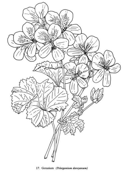 Пеларгония зональная рисунок