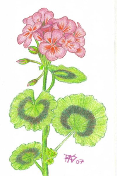 Герань стилизованная