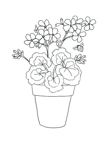 Чистотел раскраска