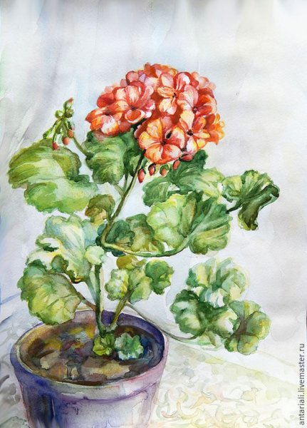 Рисунок герань контур т