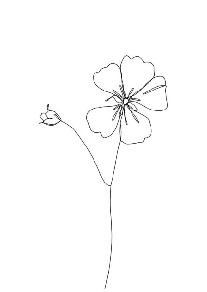 Герань комнатная рисунок