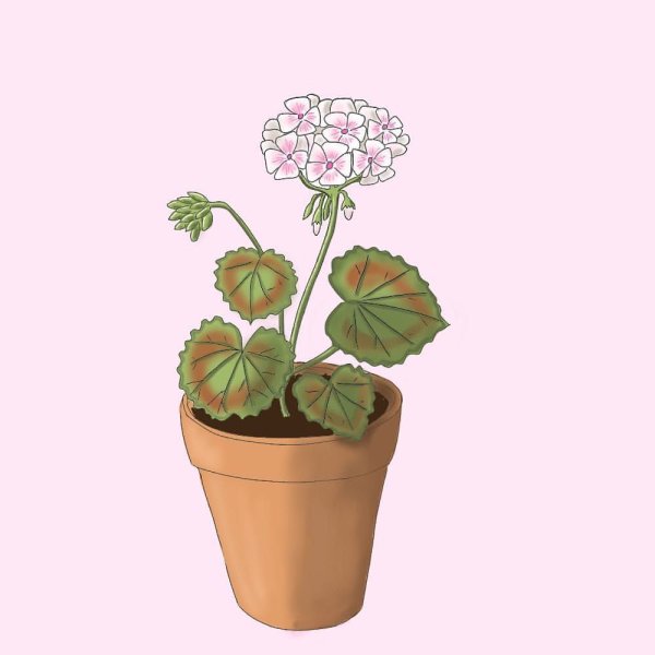 Герань Лесная