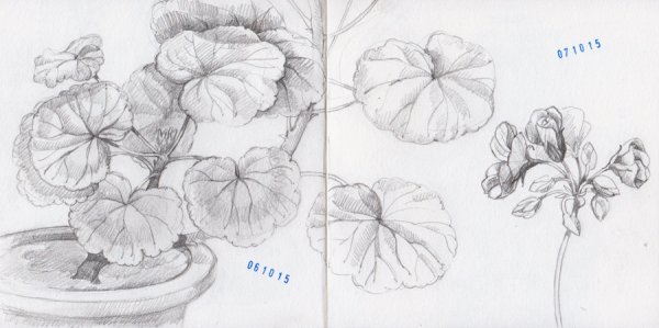 Раскраска герань в горшке