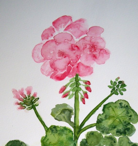 Герань в горшке рисунок
