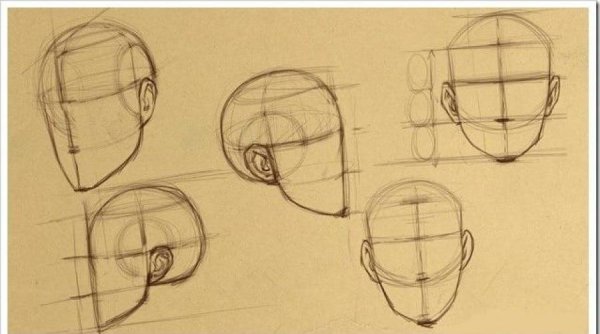 Пропорции головы человека рисунок