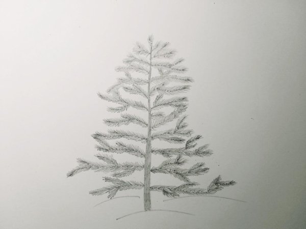 Ель карандашом