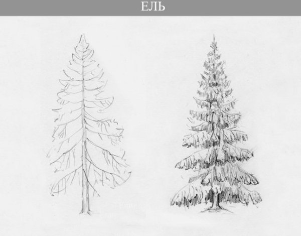 Ель зарисовка