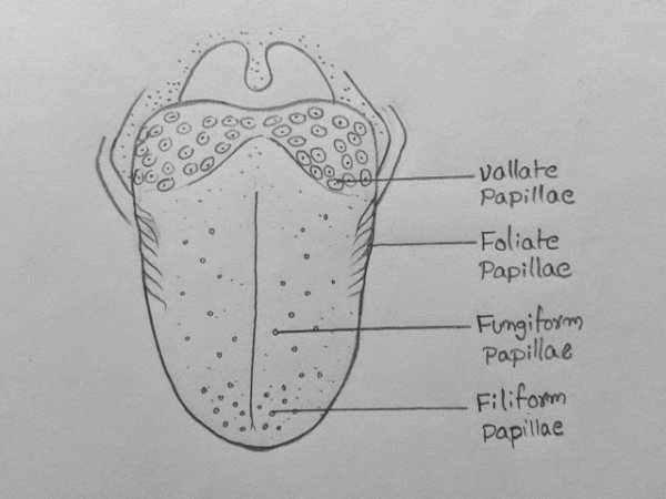 Картинки для срисовки губы
