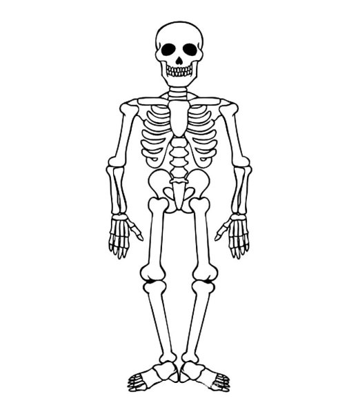 Скелет печать