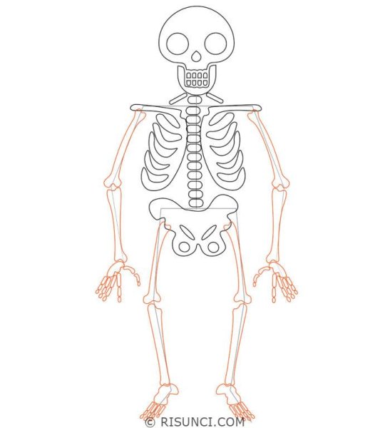 Скелет рисунок