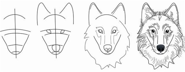 Волк сбоку референс