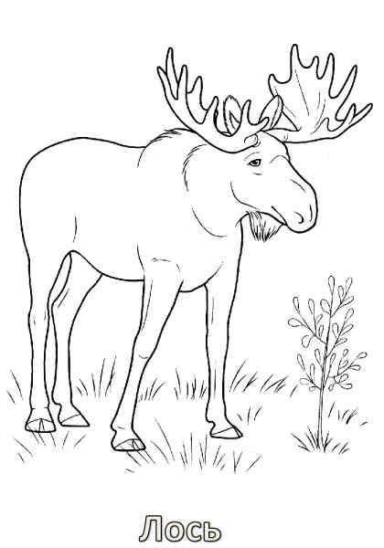 Маленькая раскраска Лось