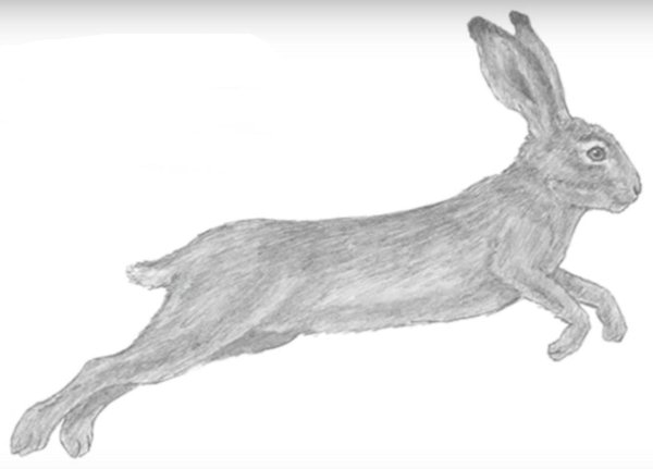 Бегущий заяц рисунок карандашом