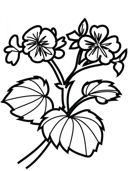 Нарисовать комнатные растения герань