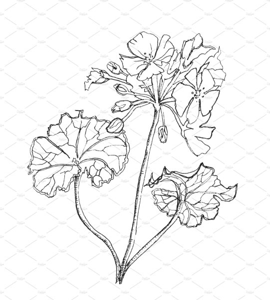 Каланхоэ, бегония, герань, Жасмин