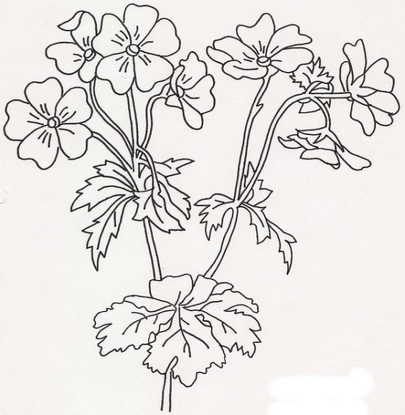 Пеларгония зональная рисунок