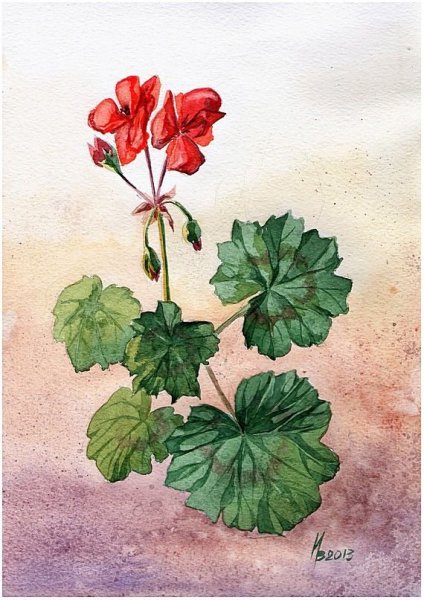 Герань Лесная