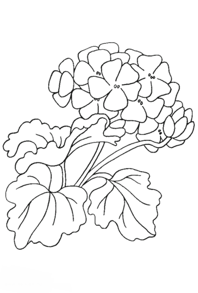 Герань ботаника