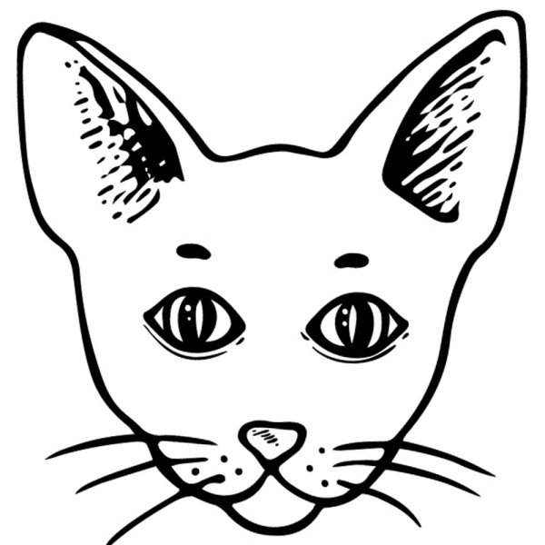 Морда кошки