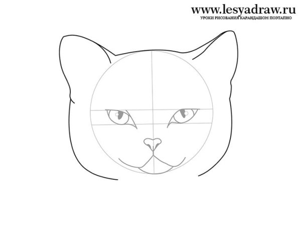 Морда кота рисунок карандашом для детей