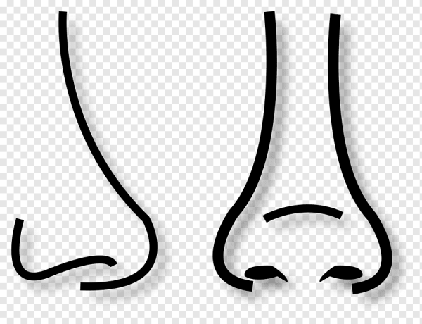 Нарисовать нос человека