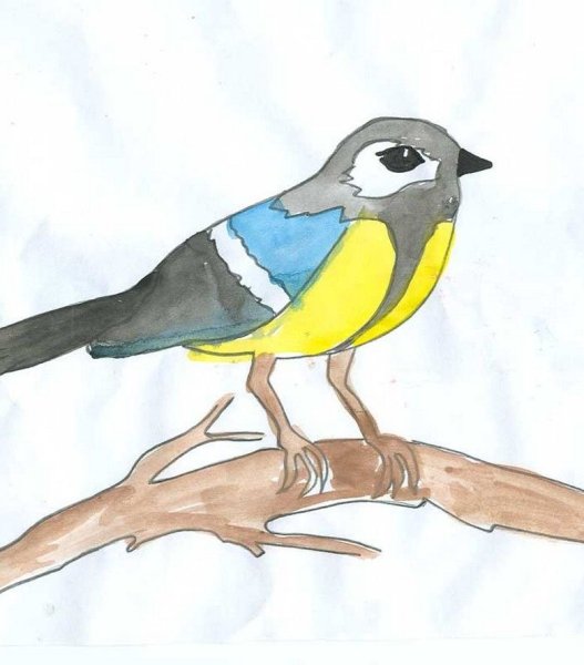Синица рисунок