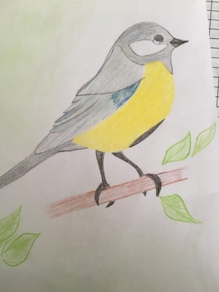Рисование синички