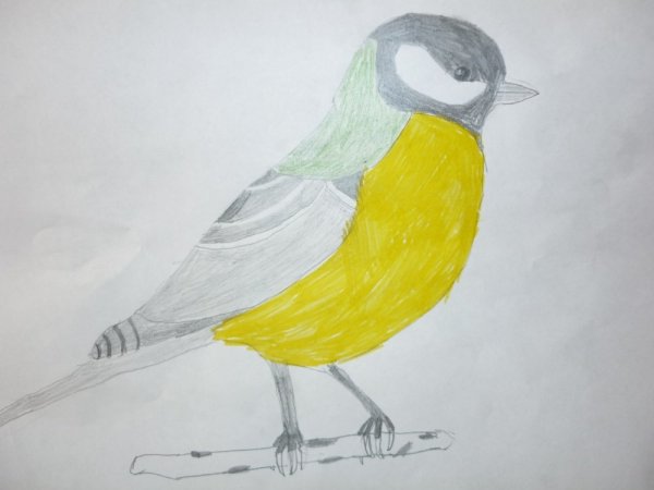 Синица для срисовки