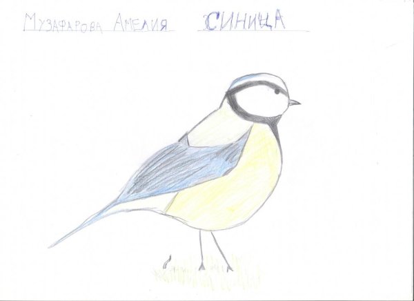 Зимующие птицы раскраска синица