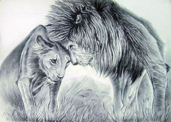 Лев простым карандашом