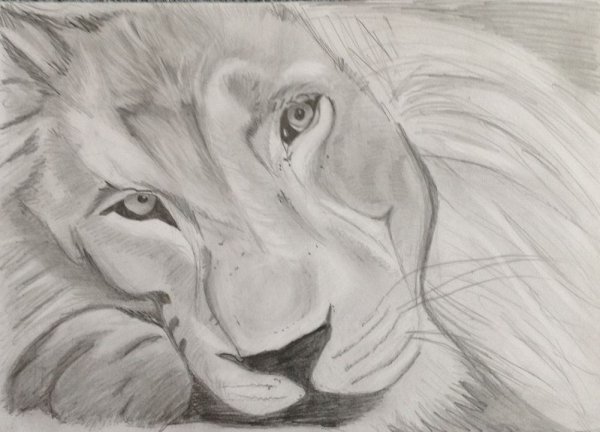 Лев рисунок карандашом простой