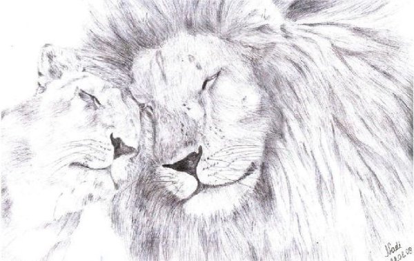 Лев и львица рисунок карандашом