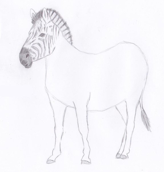 Поэтапное рисование зебры для дошкольников