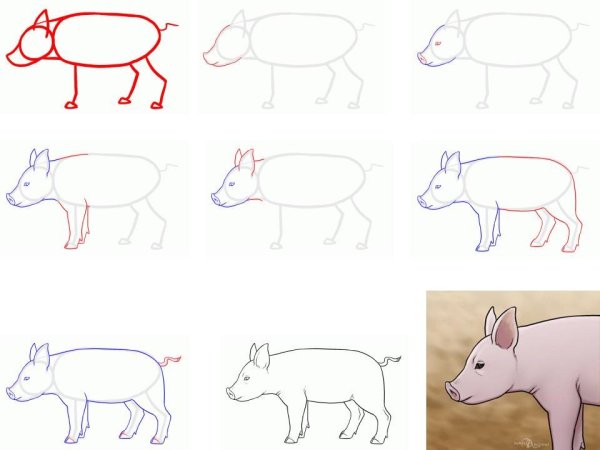 Как нарисовать поросенка