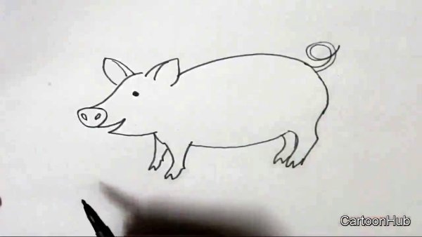 Как нарисовать свинью поэтапно