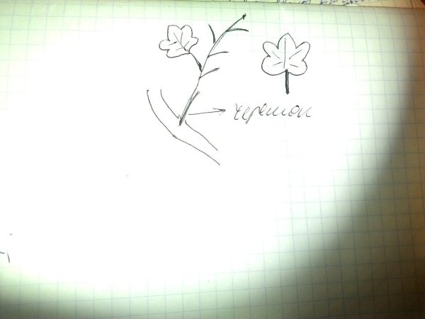 Маленькие рисуночки