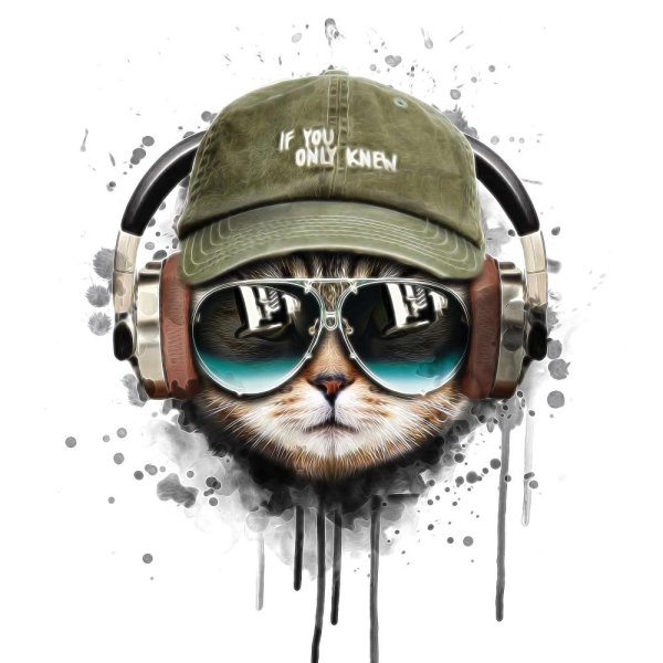 Кот в очках