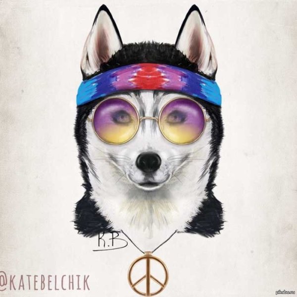 Хаски хиппи