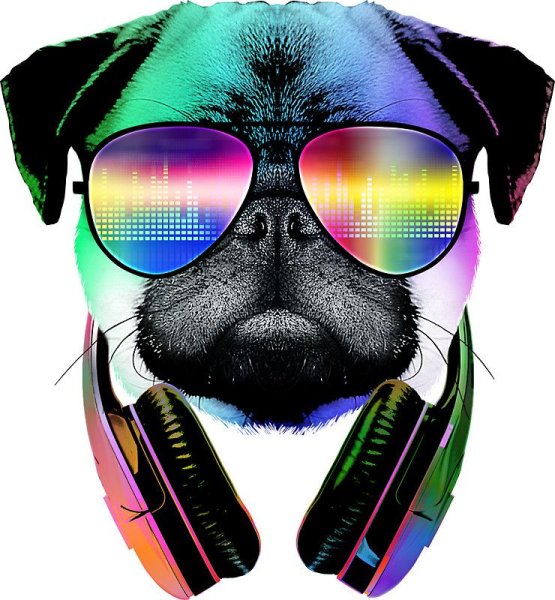 Собака в очках