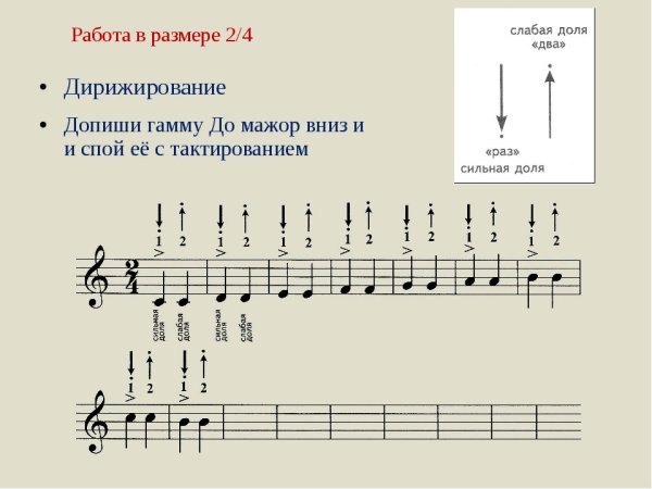 Размер 2/4 в сольфеджио