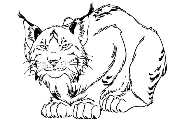 Тату волк трайбл обозначения