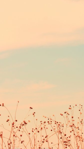 Кактус на однотонном фоне