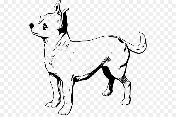 Картинки чихуахуа раскраска